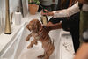 Single-Handle Pull-Down Kitchen Faucet with Touch<sub>2</sub>O&reg; Technology