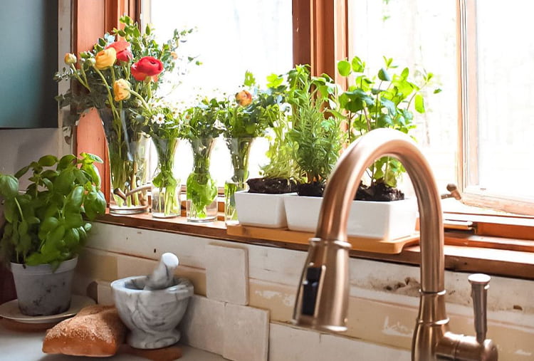 nikimilanoviclowry's plant filled kitchen