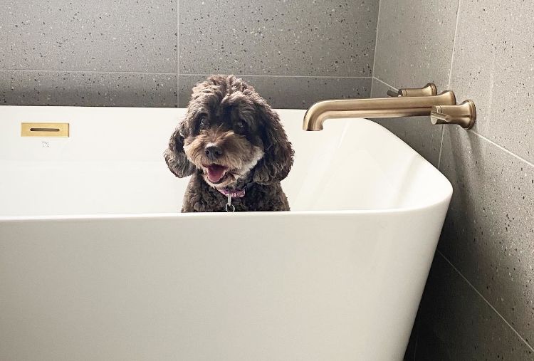 small dog in bath with champagne bronze trim